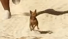 Чихуахуа - Руководство по животным GTA 6