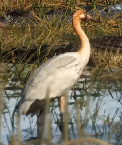 Журавль - Руководство по животным GTA 6