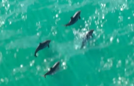 Дельфин - Руководство по животным GTA 6