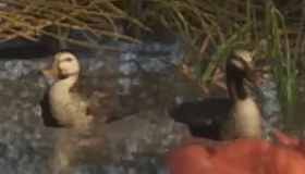 Утка - Руководство по животным GTA 6