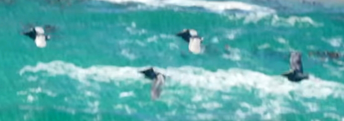 Пеликан - Руководство по животным GTA 6