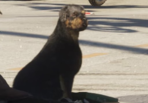 Ротвейлер - Руководство по животным GTA 6